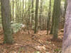 Jakt i kroatien 20081011 043.jpg (246924 byte)