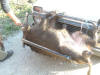 Jakt i kroatien 20081011 062.jpg (189993 byte)