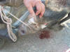 Jakt i kroatien 20081011 069.jpg (206498 byte)